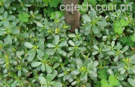 马齿苋的功效与作用 马齿苋的药用价值-0