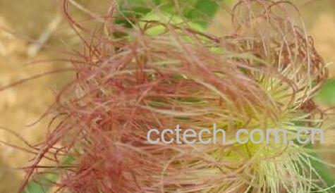 玉米须的功效与作用 玉米须的药用价值-0