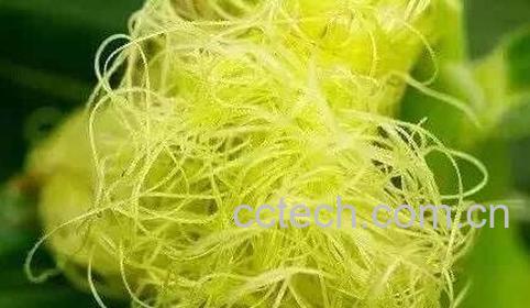 玉米须的功效与作用 玉米须的药用价值-1