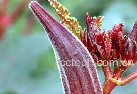 秋葵的功效与作用 秋葵的药用价值-1