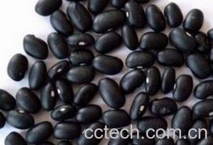 黑豆和黑芸豆的区别-1