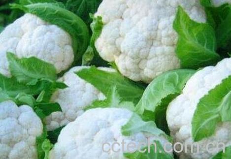 白椰菜的功效与作用-1