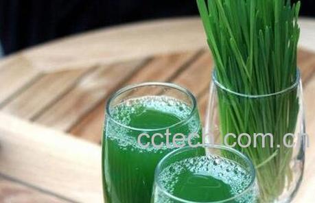 小麦草汁的功效与作用-1