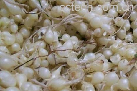 小蒜的功效与作用-0