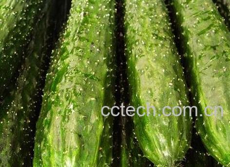 黄瓜生吃有什么功效与作用-0