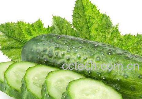 黄瓜生吃有什么功效与作用-1