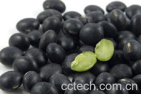 绿芯黑豆的功效与作用及禁忌-0
