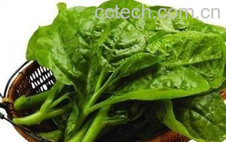 老鼠耳有什么营养价值-0