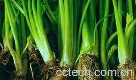 煮芹菜根水的功效与作用-0