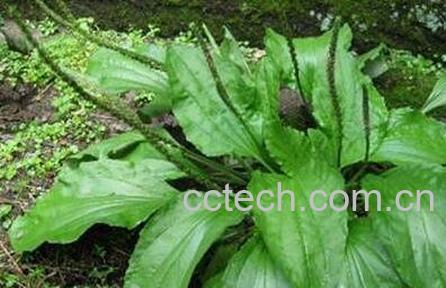 驴耳朵草怎么做菜吃-0