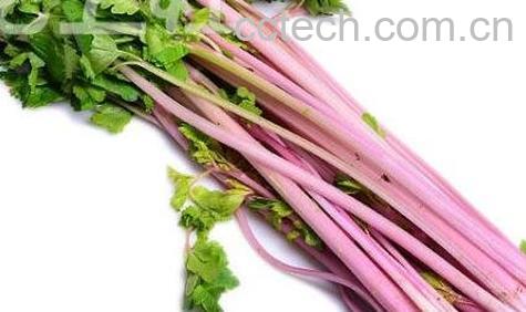 紫色芹菜叫什么芹 紫色芹菜的营养价值-0