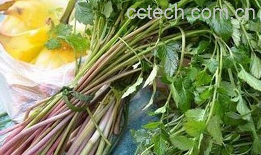 紫色芹菜叫什么芹 紫色芹菜的营养价值-1
