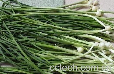 水胡葱的功效与作用-0