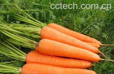 胡萝卜素的作用与功能-0