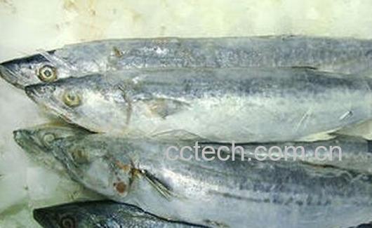 马胶鱼的功效与禁忌-0