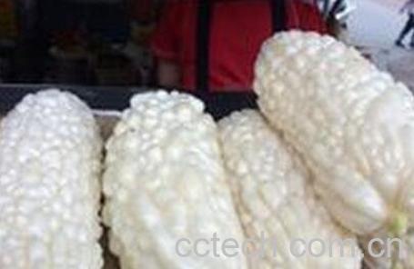 白雪公主瓜的营养价值-0