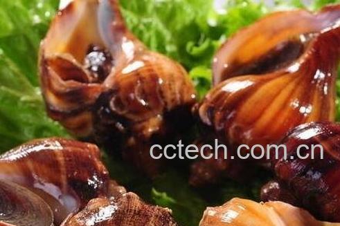 角螺的功效与作用 角螺的营养价值-0