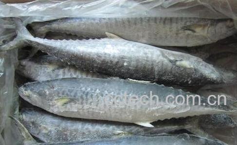 马鲛鱼的功效与作用-0