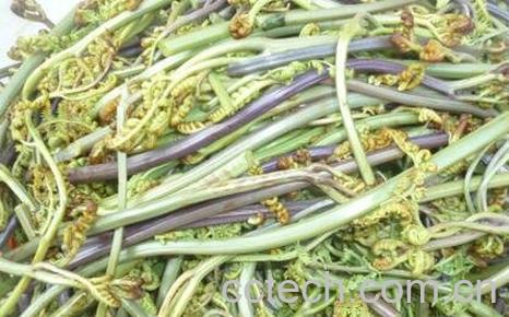 龙爪菜的营养价值和禁忌-0