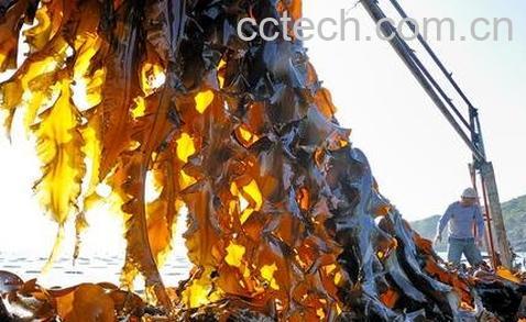 海带变质什么样-0