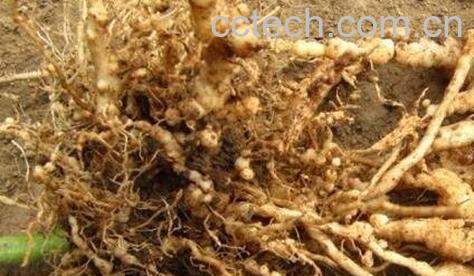 野丝瓜的根有什么药用价值-0