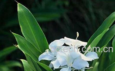 路边姜的用途与功效-0