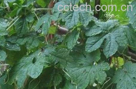 苦瓜叶怎么做好吃 苦瓜叶的家常做法-0