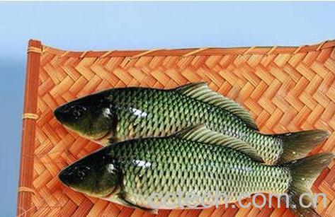 鲤鱼皮的功效与作用-0