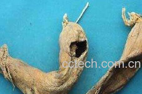 枯萝卜水的功效与作用-0