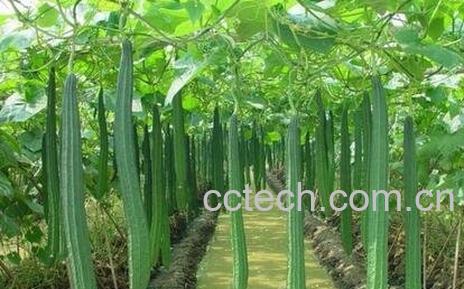 坐月子丝瓜能吃吗-0