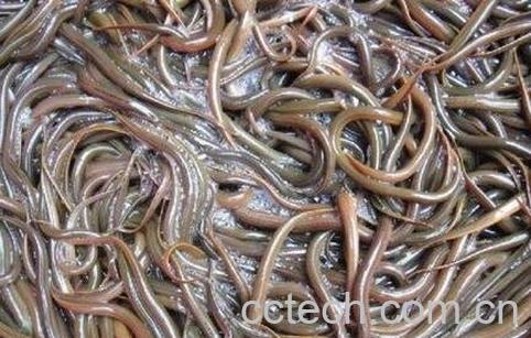 溪泥鳅的营养价值-0