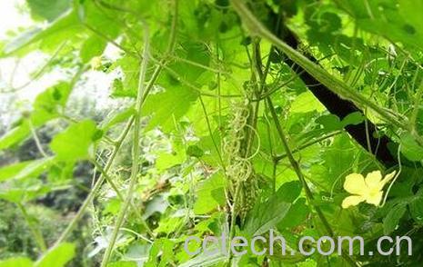 苦瓜叶怎样做好吃-0