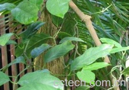 芦子的营养价值-0