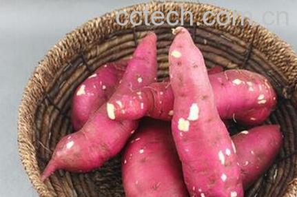板栗红薯食用方法和功效-0