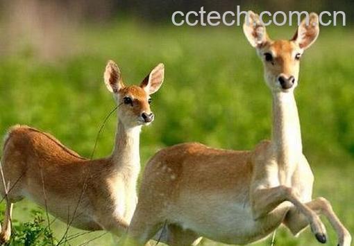 鹿骨的营养价值-0