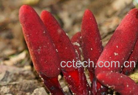 葛菌的功效与作用-0