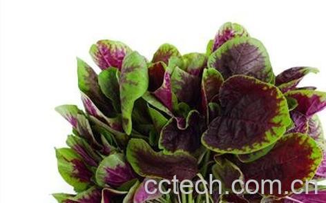 老鼠耳菜副作用-0