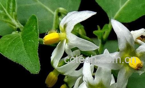 野茄子花的功效和作用-0