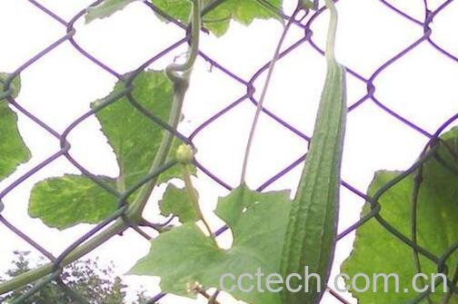 野丝瓜图片 野丝瓜的功效-0