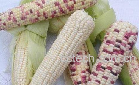 粘玉米的功效与作用-0