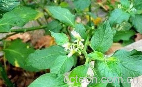 野茄子根的功效和作用-0