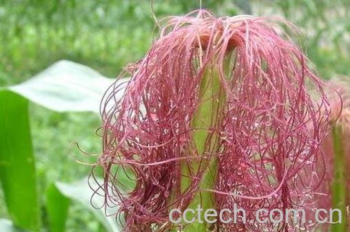 玉米樱的功效作用-0