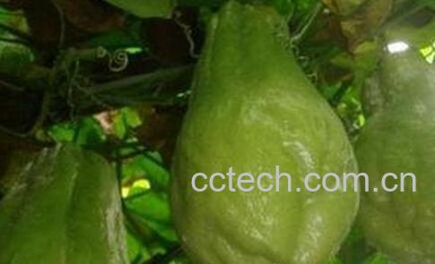 洋丝瓜和本地丝瓜区别-0