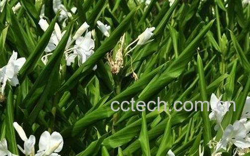 路边姜的副作用-0