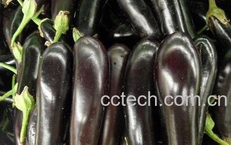 新鲜茄子存放如何不烂 新鲜茄子保存方法-0