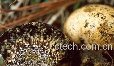 豆包菌的功效与作用-0