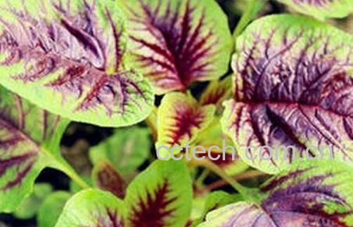 野苋菜根的功效与作用-0