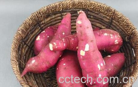 板栗红薯的功效与作用-0