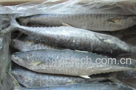 吃马鲛鱼的作用-0