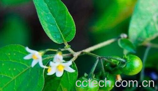 野茄子煮水有什么作用-0